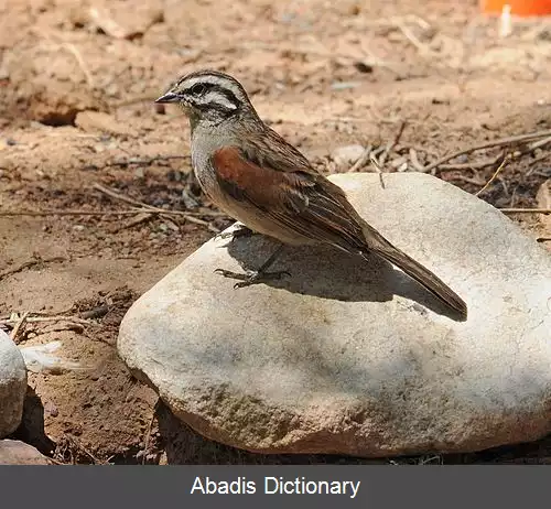 عکس زردپره دماغه