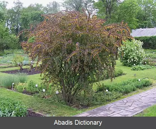 عکس زرشک زینتی