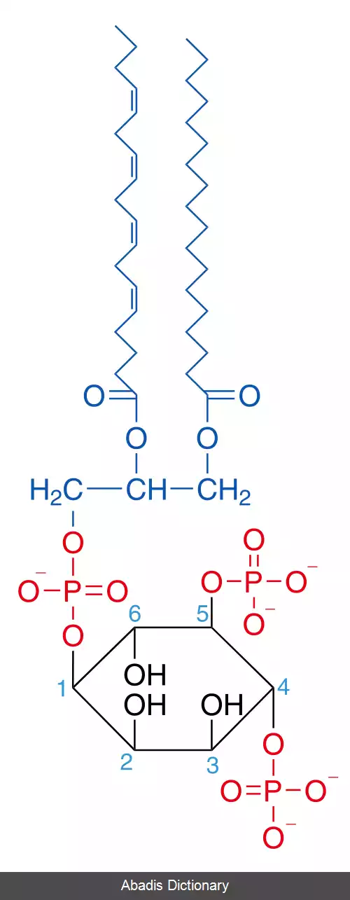 عکس فسفاتیدیل اینوزیتول (۴٬۵) بیس فسفات