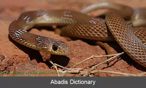 عکس قمچه مار نواری