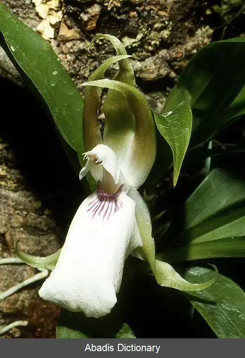 عکس زیگوسپالوم