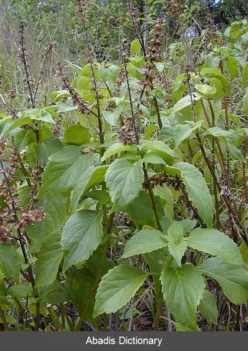 عکس ریحان میخکی