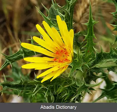 عکس کنگر طلایی (سرده)