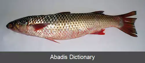 عکس کفال لب قرمز