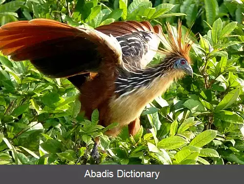 عکس کلنگ مانندان