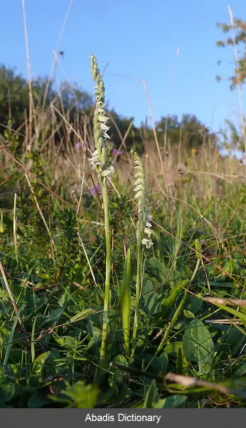 عکس چنبره ای (گیاه)