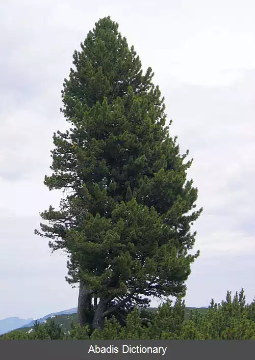 عکس کاج سوئیسی