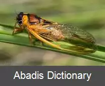 عکس زنجره های فشنگی