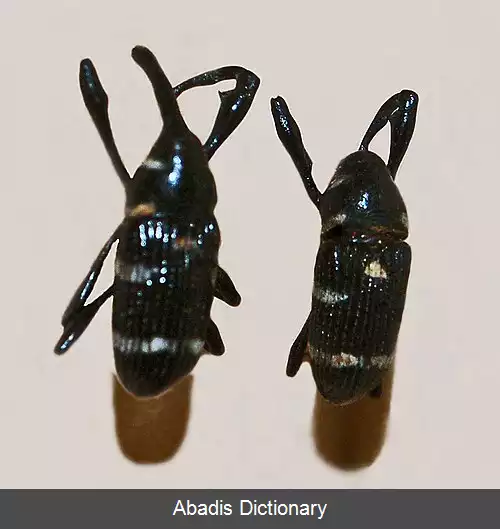 عکس سوسکچه خرطوم دار آلبوسینکتوس