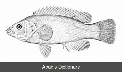 عکس زمردماهی اسکله