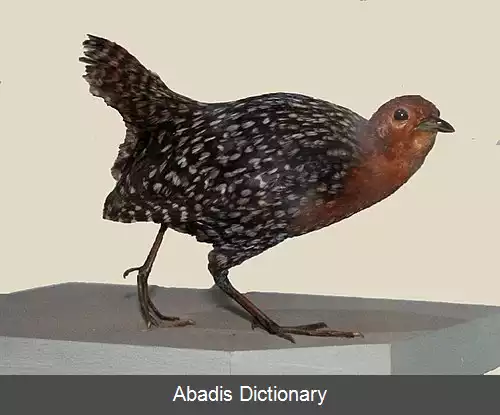 عکس دم کرکی خال نخودی