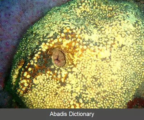عکس دروغین خرچنگ واران