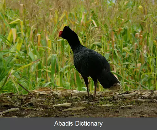 عکس کاکل فری نوک تیز