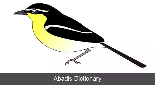 عکس زنگ آوای سیاه