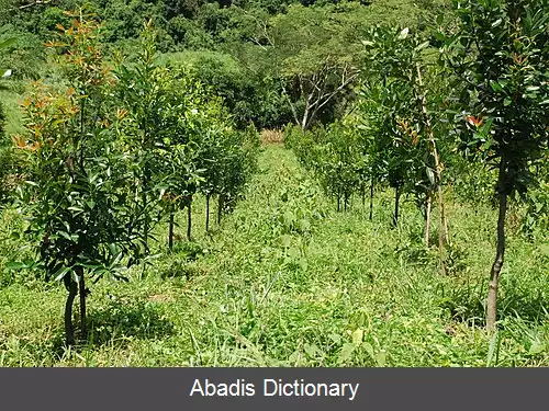 عکس زیبابرگ