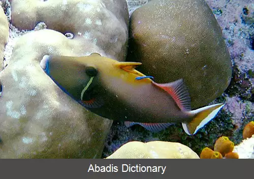 عکس فریباماهی نیمه ماه