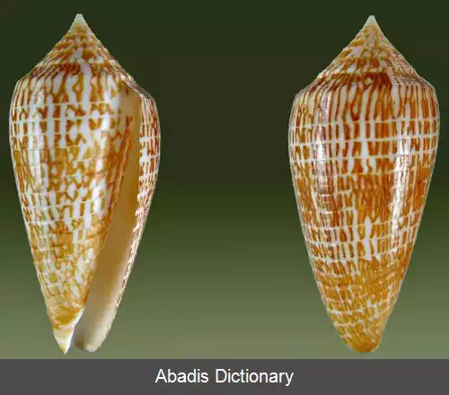 عکس قیفک زره پوش