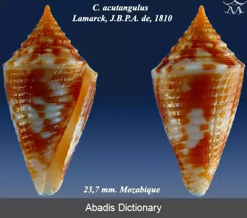 عکس قیفک تیزگوشه