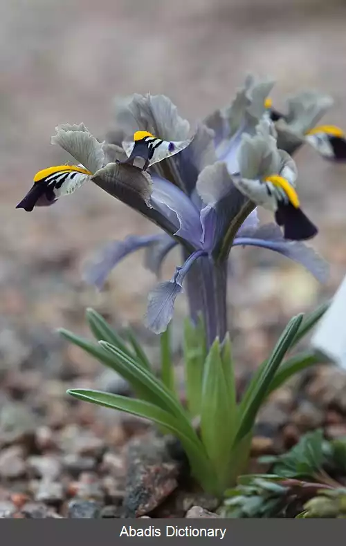 عکس زنبق باریک برگ