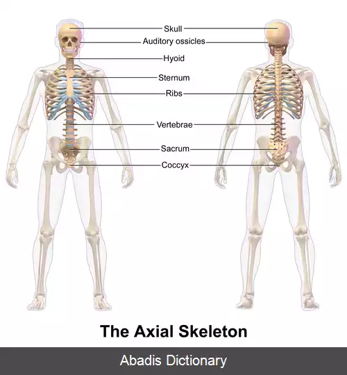 عکس استخوان بندی محوری