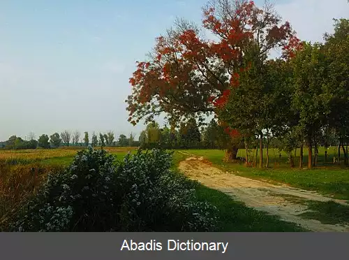 عکس چمنزار سیلابی