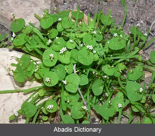 عکس خرفه گل ریز