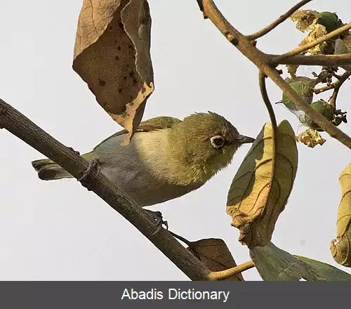 عکس چشم سفید حبشی
