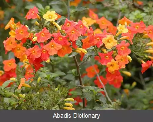 عکس استرپتوسولن