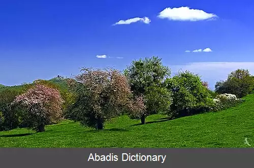 عکس کوجوری