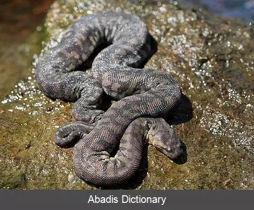 عکس زگیل مارواران