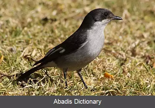 عکس مگس گیر ساکت