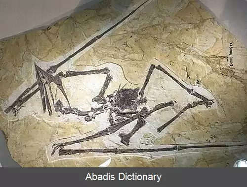 عکس چینی واربال