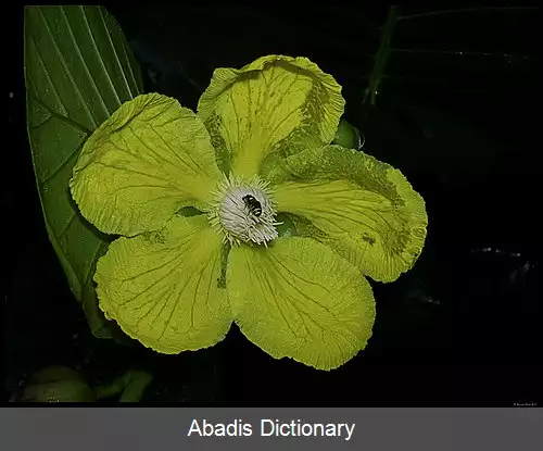 عکس سیمپوه آیر
