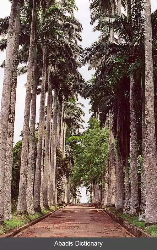 عکس ابوری