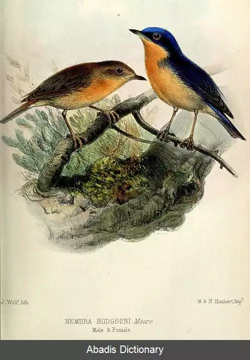 عکس مگس گیر کوتوله