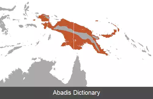 عکس روباه پرنده عظیم