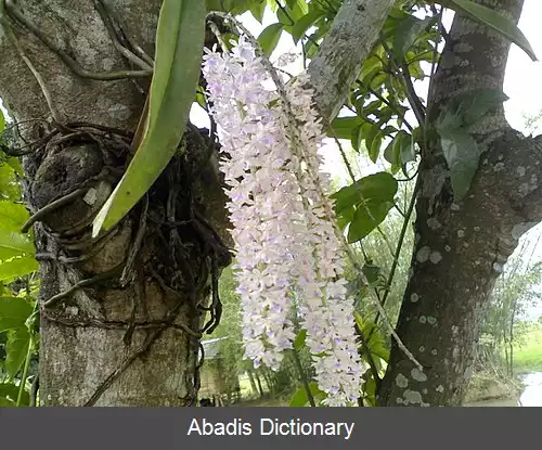 عکس فهرست گل های ایالتی هند