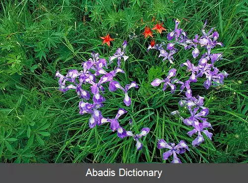 عکس زنبق کاکلی