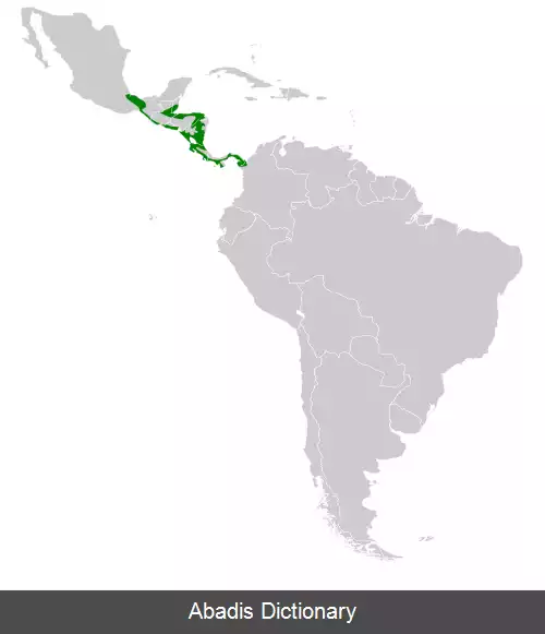 عکس زرین دم گلوآبی