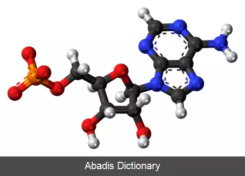 عکس آدنوزین منوفسفات