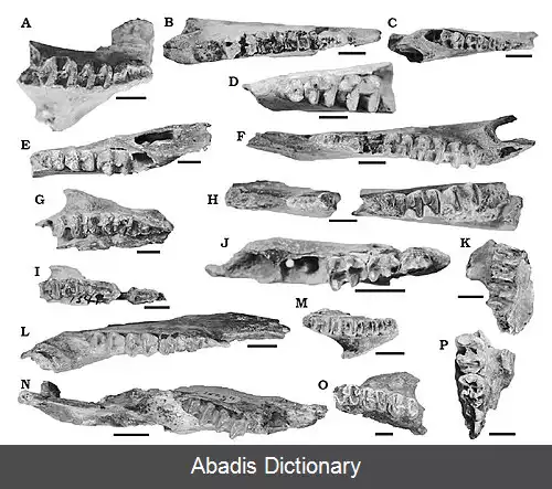 عکس استواردم
