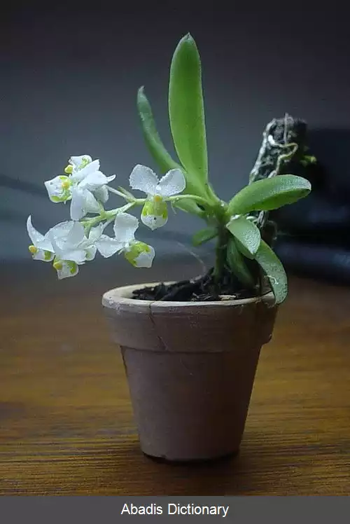 عکس زیگوستاتس