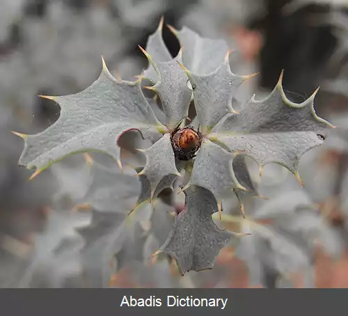 عکس زرشک مکزیکی