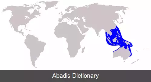 عکس دلفین سفید چینی