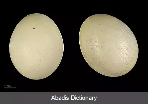 عکس مرغابی ماندارین