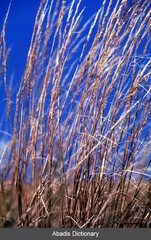 عکس استپی (سرده)