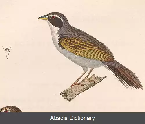 عکس سهره نقاب سیاه