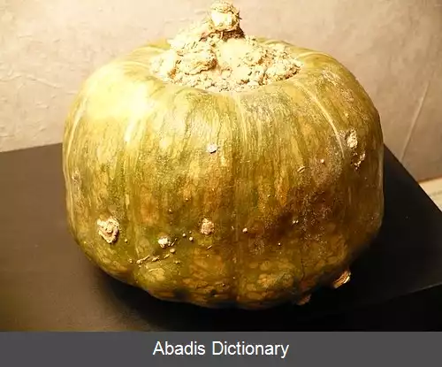 عکس کدو تنبل بزرگ