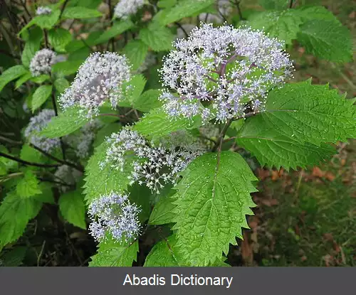 عکس ادریسی گزنه ای