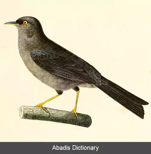 عکس سهره نوک باریک